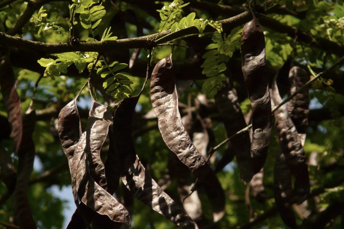 kerobo ankštys and medžio
